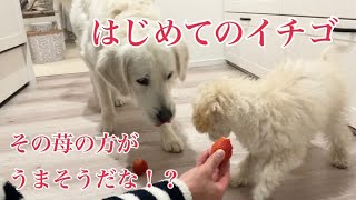 はじめて苺を食べた犬の反応は！？ゴールデンレトリバーのむうさんとトイプードルのめるくん