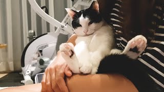 엄마를 싫어했던 고양이가 엄마 품에 안길 수밖에 없던 이유는?  Why is the cat held in its mother's arms?