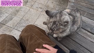 【福岡の地域猫】あけましておめでとうございます　癒される猫動画　healing cats video ぱのらチャンネル PANORA.CHANNEL