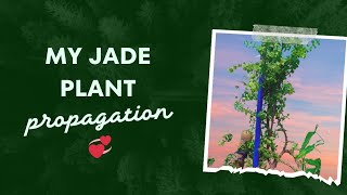 அழகான என் ஜேட் செடி 😇❤️ ( மறுபடியும் புதிய செடிகள் 😍 )Jade plant propagate 💞🥰😘....#garden #plants