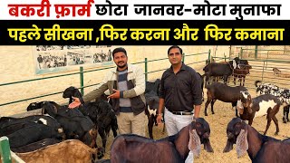 Goat Farming सीखना, करना फिर कमाना 🤑 Shed, Breed, Diseases of Goat 🐐Farm ? microirrigation