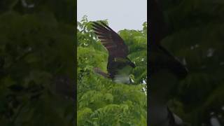 122🐤 Raptor's Masterpiece: Osprey Grabs Tree Branch for Nesting | Incredible Wildlife Moment!