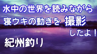 ウキダンゴ釣り（紀州釣り）海底の様子が解かるウキアタリの映像！＃紀州釣り　#だんご釣り  #チヌ釣り #磯釣り #釣り#三重県 ＃ウキダンゴ釣り