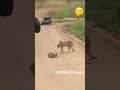 Serval vs Cheetahs 🤭 #shorts #wildlife