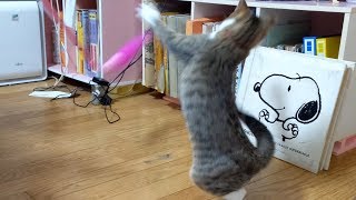 【猫動画】猫じゃらしに夢中な可愛い子猫