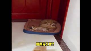 猫后生配音秀：像极了小时候被妈妈骂着回去睡觉。