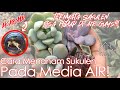 Cara Menanam Sukulen Agar Tidak Busuk dengan Media Air