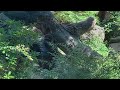 gorillas eat ice 氷を食べるゴリラ