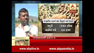 Ground report of crop fail due to unseasonable rain in Amirgadh, Banaskantha