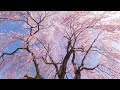 夢やぶれて【flute solo】