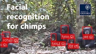 Facial recognition – for chimps