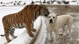 Funniest Confused Pets Compilation | Funny Pet Videos