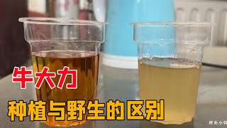 野生牛大力与种植的差别可真大，泡出来的酒色一目了然【桥头小何】