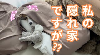 【第123話】ぷくの隠れ家！？【コーギー犬】