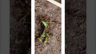 Killer Ant VS Praying mantis . Part.1 bts ,NGEN ah uh oh