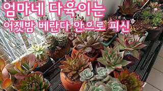 같은 다육이라도 엄마와 딸이 다른 방법으로 키워요! 엄마는 지난 밤에 베란다 안으로 다 들이셨어요!