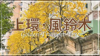 【香港好去處】香港．🌼 黃花風鈴木 @ 必列者士街 //  Golden Trumpet tree in bloom