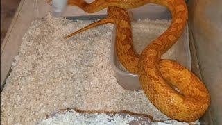 Snake Feed | Bright Orange Vibrant Snake 'MANGO' Fasinating