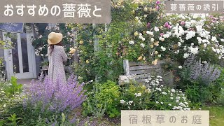 私が育てている薔薇の紹介　蔓薔薇の誘引　薔薇に合う宿根草