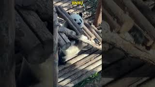 熊猫金虎准备把木架抬走 #pandacub #funny #giantpanda #animals #pandachina #cute #cutepanda #pets #パンダ #パンダちゃん