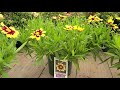 Coreopsis 'Super Star' // LARGEST Flowers, BRIGHT, COLORFUL, Native, Easy to Grow Variety✔