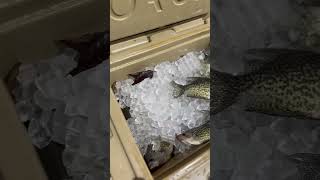 Sacs #crappie #fishing #action #trending #outdoors #fyp #reels #shorts #how #wildlife #win #drone