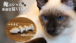 シャム猫に初めてのまたたび｜興奮がおさまらない猫 - Stay home and fun with cat