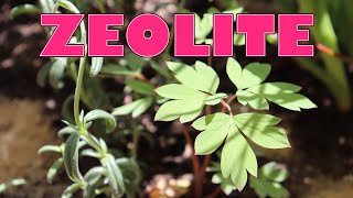 Zeolite for plants