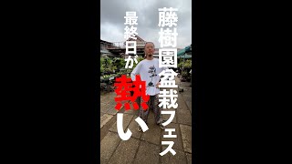 明日は最終日！藤樹園盆栽フェスが熱い！！shorts【盆栽Q】