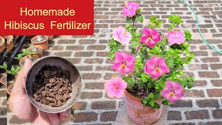 गुड़हल पर ज्यादा फूल पाने का अचूक टॉप सीक्रेट तरीका / Hibiscus plant fertilizer for more flowers