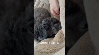 百獣の王獅子丸♂👨🏻がいない日は昼までゆっくり寝たい💤ご機嫌斜めな獅子丸🐶