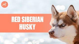Red Siberian Husky: What You Need Know About This Dog Breed