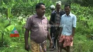 Wild elephant attack farmers field in Wayanad : Chuttuvattom News