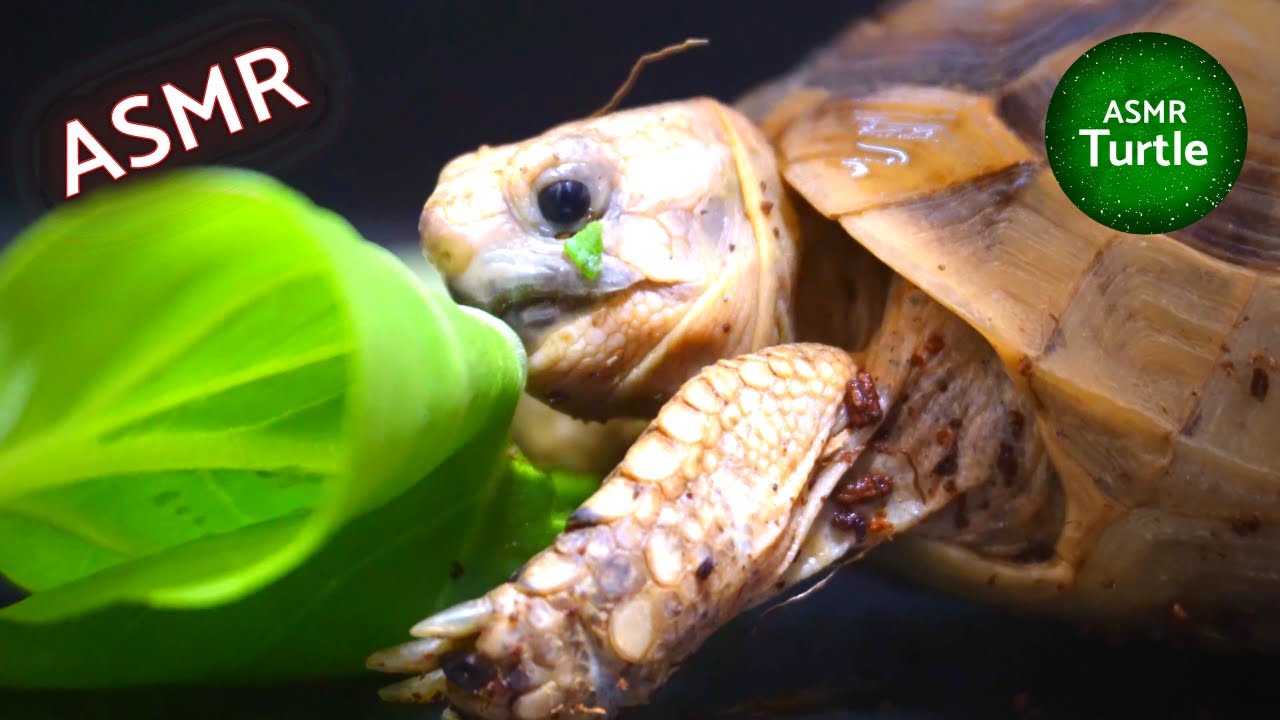 Turtle Tortoise Eating Bok Choy Asmr Mukbang Youtube