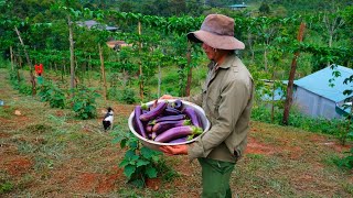 Growing Eggplants, Harvesting and Cooking Eggplants, a Delicious Farm to Table Meal