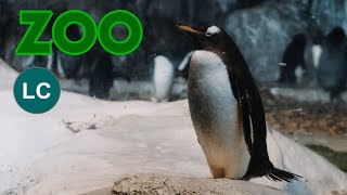 Gentoo penguin 4K (Pygoscelis papua) Eselspinguin, Pingüino papúa, Manchot papou, Pinguim gentoo