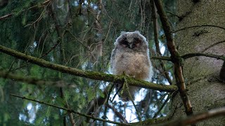 Waldohreule (long- eared owl)