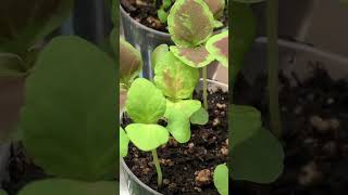 5 Months of Growing Coleus: Seed to Massive Plant  #houseplants #coleus #annuals #foliageplant