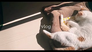 猫と暮らすvlog/小豆カイロ