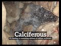 What is Calciferous? | How to Say Calciferous in English? | How Does Calciferous Look?