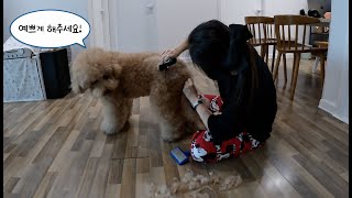 대형견 미용 비용이 40만원?? 내가 집에서 대형견 골든두들 셀프 미용하기!  Goldendoodle full Grooming!