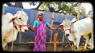 ఒంగోలు పాలపళ్ళు దూడలు// స్వచ్ఛమైన పాలపళ్ళు దూడలు//+919550923365