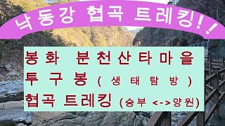 낙동강 세평 하늘길 트레킹, 봉화 분천 산타마을, 양원\u0026승부 협곡과 투구봉 생태탐방(나무,버섯), 협곡열차 여행