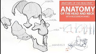 ANATOMY OF THE HEAD PT. 1: BONEY ANATOMY