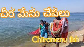 చీర మేను చేపలు చీరతో ఎలా పడతారు?chiiramenu fish (Saurida gracilis) fishing