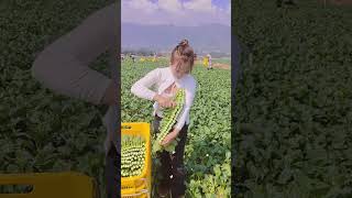 मम्मी ने सेब काटकर जमीन पर गिरा दिया 🥺😯 #fruits #viralvideo #trendingvideo