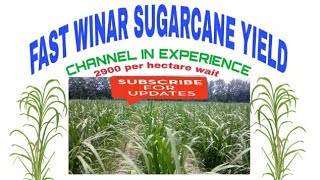 Winner Fast Sugarcane yield channel in Experience