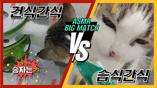 고양이 먹방 들어는 봤니? 간식 ASMR편! 건식 VS 습식 과연 승자는?