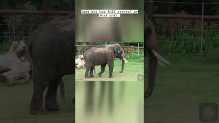 How an elephant scratches it’s tummy #shorts #funny