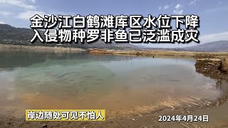 白鹤滩库区水位下降，罗非鱼已泛滥成灾，岸边到处都是